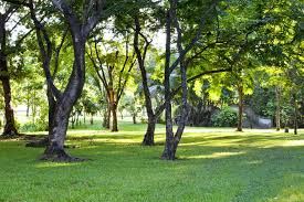 Use large flagstones to create sweeping walkways, maybe even add in a decorative fountain or bird bath. Landscape Around Big Trees Ideas Symbeohealth