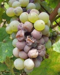 Image result for Metasphaeria diplodiella