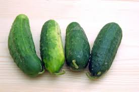 Crop Guide Cucumber Haifa Group