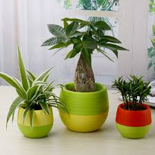 Check spelling or type a new query. Mini Pot Bunga Hias Kaktus Tanaman 5 Pcs Multi Color Jakartanotebook Com