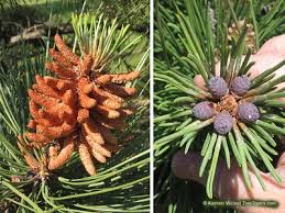Image result for Pinus