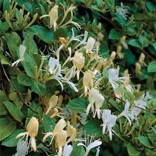 Bush with white flowers that smell like honeysuckle. Japanese Honeysuckle Honeysuckle Plant Plants Honeysuckle Vine