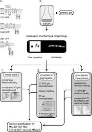 Ah, you know the verse. Consequences Of Membrane Protein Overexpression In Escherichia Coli Molecular Cellular Proteomics