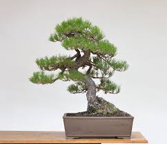 Shore Pine Design Exercise Bonsai Tree Care Indoor Gardening Kit Trees To Plant