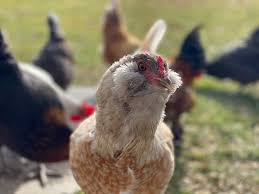 See more ideas about ameraucana chicken, chickens, chicken breeds. Easter Egger Live Chicks 10 Birds The Chicken Outfitter