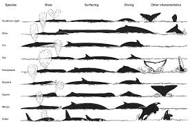 Helpful Whale Watching Identification Chart Whale Species