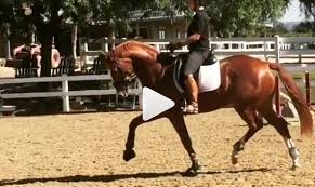 The horse, better known by his stable name pumpkin, on wednesday night helped her to. Ein Neuer Fur Charlotte Dujardin Equestrian Worldwide Pferdesport Weltweit Eqwo Net