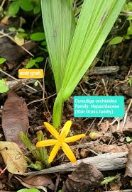 Image result for Hypoxidaceae