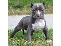 Listing Adba Bluenose American Pitbull Terrier P Is Published On Free Classifieds Usa Onlin Pitbull Terrier Puppies Pitbull Puppies For Sale Pitbull Puppies