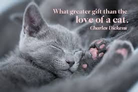What Greater Gift Than The Love Of A Cat Charles Dickens Cats Blue Cats Russian Blue Cat