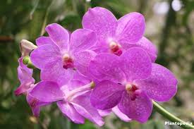 How often do orchids need pruning? Indoor Orchid Care Pruning Repotting Watering Of An Orchid Flower Plantopedia