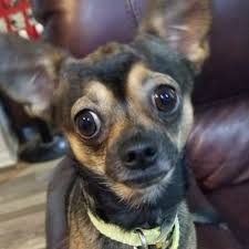 Check spelling or type a new query. Lifeasleroy On Twitter Alright Daddy Keeps Picking On My Big Ears And I Need Some Support Can I Get Some Likes And Pics Of Other Big Ear Pals Chihuahua Chihuahuas Dog Dogs Doglovers Doglife