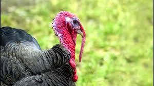 Turkey calls is very simple and easy to use to call turkeys. Turkey Call Turkey Sound Learn The Sound A Turkey Makes Youtube