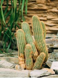 True cactus need the most light of almost any plant. What Is A Peanut Cactus How To Grow Chamaecereus Cactus Plants