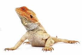 To encourage lizards to your garden, provide the following: Lizards In The Backyard Vet Voice