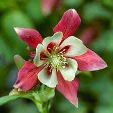 Pin On Gardening New 2019