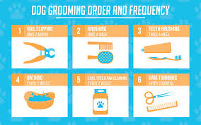 What your dog groomer should be doing? Basic Dog Grooming Tips From A Dog Grooming Professional Dogviously