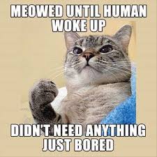 Meowed Until Human Woke Up Google Sogning Funny Cat Memes Crazy Cats Funny Animals