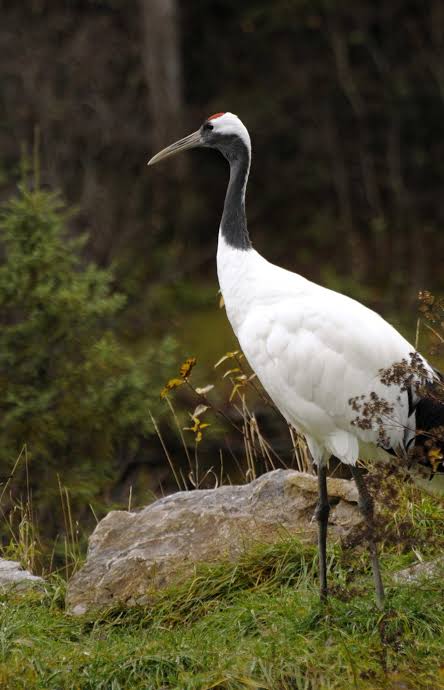 Red-crowned crane - Zoo sauvage de Saint-Félicien