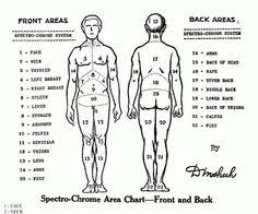 37 Best A P Musculoskeletal System Body Charts Images