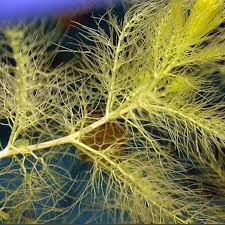 Image result for Utricularia stellaris