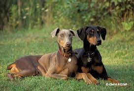 My husband doesn't want one without. Red Doberman Uncropped Gallery Doberman Pinscher Doberman Pinschers With Uncro Doberman Pinscher Doberman Pinscher Natural Ears Doberman Pinscher Puppy