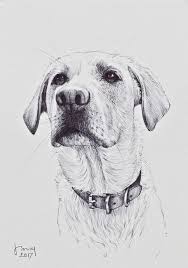 Drawing Ink Art Dog Art Pet Portrait Labrador Sketch Animal Portraits Drawing Dog Art Animal Drawings