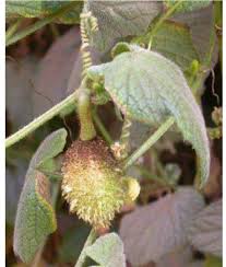 Image result for Kotschya africana