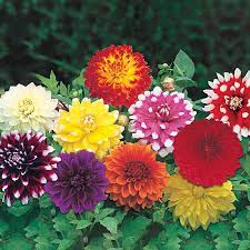 We did not find results for: Ultimate Dinnerplate Dahlia Collection Breck S