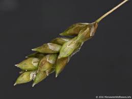 Image result for Xyris capillaris