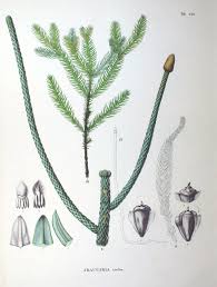 Image result for Araucariaceae