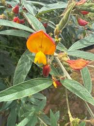 Image result for Cajanus cajan