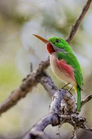 Image result for Dolichos filifoliolus