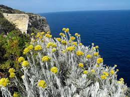 Image result for Helichrysum cephaloideum