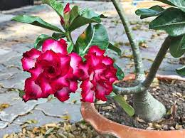 Cardiac glycosides are medications commonly prescribed to dogs with heart problems. Is Desert Rose Poisonous To Cats And Dogs