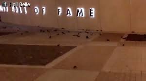 Hundreds of birds crash into nascar hall of fame building. Video More Than 100 Birds Dead Another 100 Injured After Flying Into Nascar Hall Of Fame Abc7 San Francisco