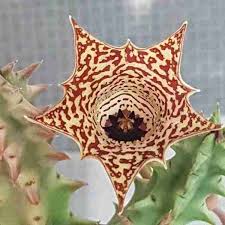 Image result for Huernia hislopii