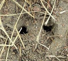 Burrowing Animals Determining Species By Burrows Damage 6 521 Extension
