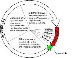 interphase mitosis