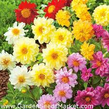 Namun bedanya bunga dahlia jenis ini memiliki kelopak bunga yang terlihat seperti digulung. Taman Dahlia Campuran Separuh Bunga Campuran 120 Biji Dahlia Variabilis Benih Garden Seeds Market Penghantaran Percuma