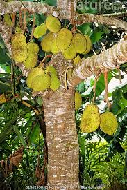 Image result for Artocarpus heterophyllus