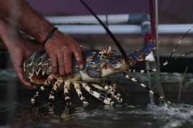 Pembayaran mudah, pengiriman cepat & bisa cicil 0%. Pengamat Ungkap Kendala Budidaya Lobster Kembali Ke Alam Jadi Pilihan Maritim Katadata Co Id