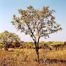 Image result for Bobgunnia