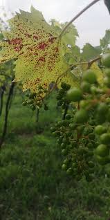 Image result for Pseudopeziza tracheiphila