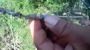 Aromatic fragrance oil eucalyptus made from eucalyptus aromatic compound and synthetic fragrance materials safe for direct skin application and cosmetic. Cara Memilih Benih Kayu Putih Youtube