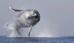 An incredible video shows a huge humpback whale breaching completely out of the water. Humpback Whale Breaches Water Near Boat Full Of Tourists In Cape Town Nature News Express Co Uk