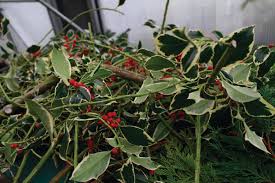 We offer a large selection of flowers, shrubs, trees, potting media, fertilizer, chemicals, pottery and tools. Pt Garden Center S Diy Wreath Station Offers Safe Festive Family Fun Port Townsend Leader