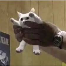 Pin By Viktorija Ilic On Cursed Cats Cat Memes Funny Cats Cute Memes