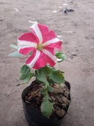 Buy plants online in india: Kitoniya Winter Flowers Plant Buy Kitoniya Winter Flowers Plant In Moradabad