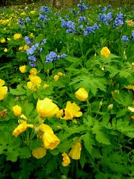 A complete assortment of various ground covers, foliage, colors and textures that coordinate perfectly. Your Native Woodland If You Build It They Will Come Carolyn S Shade Gardens